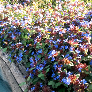 Ceratostigma plumbaginoides - plumbago, erbacea perenne