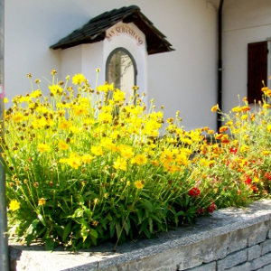 coreopsis grandiflora sunray, erbacea perenne