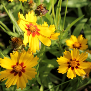 coreopsis lanceolata sternlater, erbacea perenne