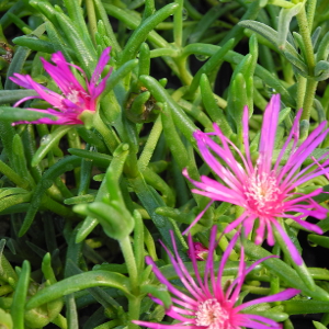 Delosperma cooperi - mesebriantemo rustico, erbacea perenne