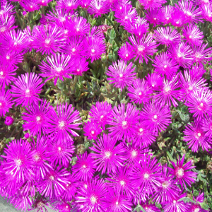 Delosperma cooperi - mesebriantemo rustico, erbacea perenne