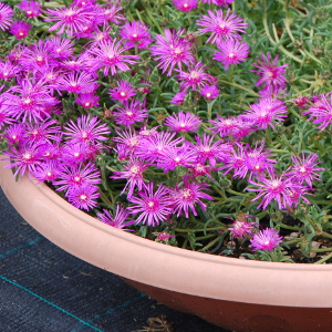 Delosperma cooperi - mesebriantemo rustico, erbacea perenne