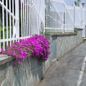 Delosperma cooperi - mesebriantemo rustico, erbacea perenne