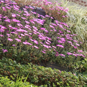 Delosperma cooperi - mesebriantemo rustico, erbacea perenne