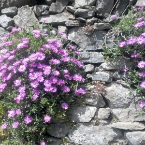 delosperma cooperi 08