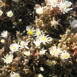 delosperma graaff reinet, erbacea perenne