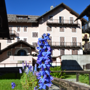 delphinium pacific blu bird, erbacea perenne