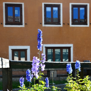 delphinium pacific blu bird, erbacea perenne