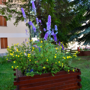 delphinium pacific blu bird, erbacea perenne