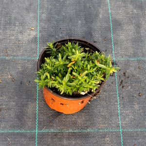 PPEV dianthus deltoides albus plenus t12