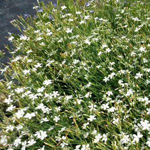 dianthus deltoides albus plenus, erbacea perenne