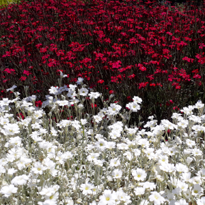 dianthus deltoides brilliant 01