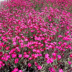 dianthus deltoides leuchtfunk 01