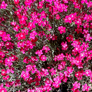 dianthus deltoides leuchtfunk 02