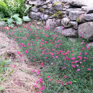 dianthus deltoides leuchtfunk 03