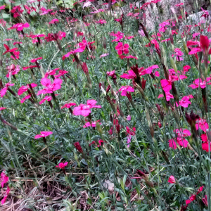 dianthus deltoides leuchtfunk 04