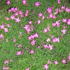 Dianthus gratianopolitanus kahori - garofanino rifiorente, erbacea perenne