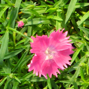 Dianthus gratianopolitanus kahori - garofanino rifiorente, erbacea perenne