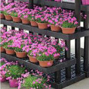 Dianthus gratianopolitanus kahori - garofanino rifiorente, erbacea perenne