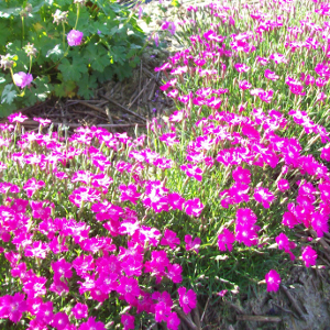 Dianthus gratianopolitanus kahori - garofanino rifiorente, erbacea perenne