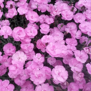 dianthus plumarius dinetta, erbacea perenne