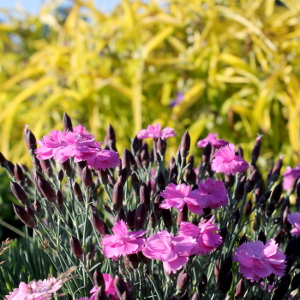 dianthus plumarius dinetta, erbacea perenne