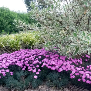 dianthus plumarius dinetta, erbacea perenne