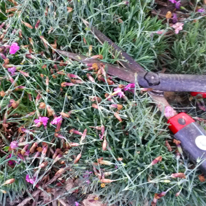 dianthus plumarius dinetta, erbacea perenne