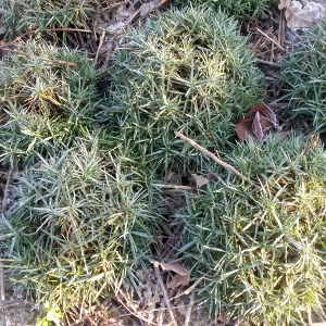 dianthus plumarius dinetta, erbacea perenne