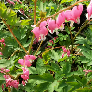 dicentra spectabilis rosa, erbacea perenne