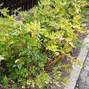 dicentra spectabilis rosa 02