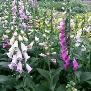 digitalis purpurea foxy, erbacea perenne
