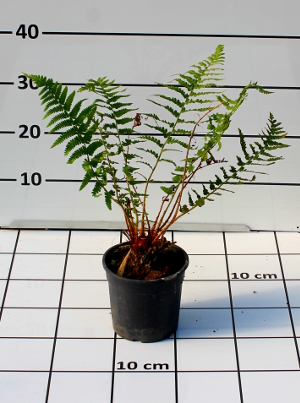 PPEV dryopteris filix mas t15