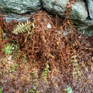 dryopteris filix mas, erbacea perenne