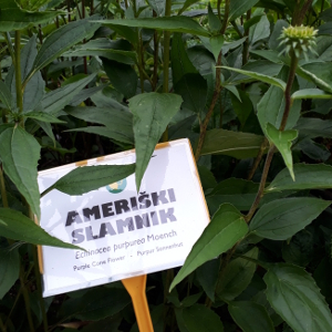 echinacea purpurea 06