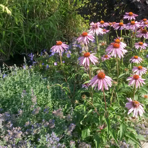 echinacea purpurea magnus, erbacea perenne