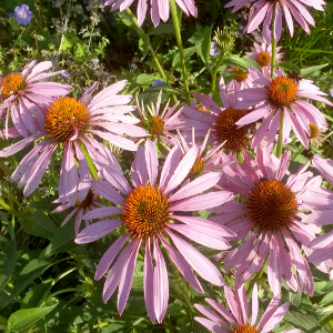 echinacea purpurea magnus, erbacea perenne