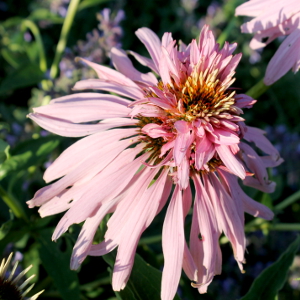 echinacea purpurea magnus, erbacea perenne