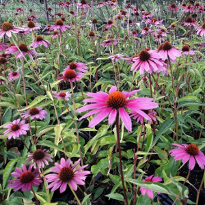 echinacea purpurea magnus 04