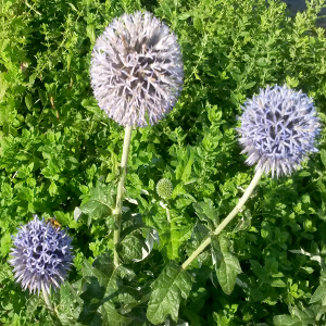 echinops bannaticus taplow blue, erbacea perenne