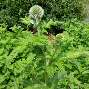 echinops bannaticus taplow blue, erbacea perenne