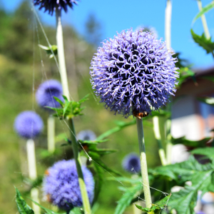echinops bannaticus taplow blue, erbacea perenne