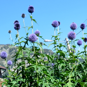echinops bannaticus taplow blue, erbacea perenne
