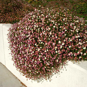 Erigeron karviskianus, erbacea perenne