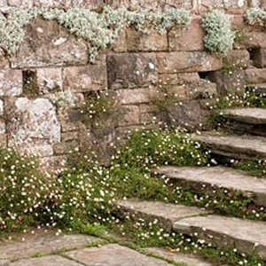 Erigeron karviskianus, erbacea perenne