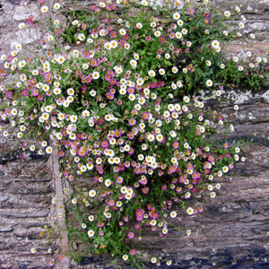 Erigeron karviskianus, erbacea perenne
