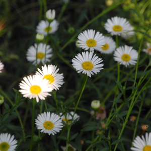 Erigeron karviskianus, erbacea perenne