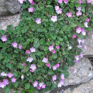  erodium varabile bishops form, erbacea perenne