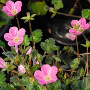  erodium varabile bishops form, erbacea perenne