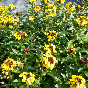 erysimum hybridum canaries, erbacea perenne